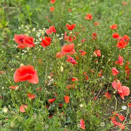 Del Am Woerthersee Holiday home *