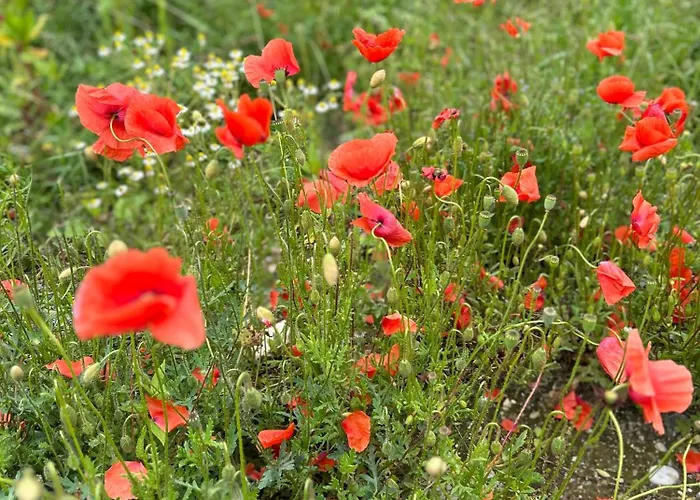 Del Am Woerthersee Dom wakacyjny *